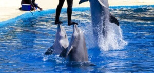 image of Dolphin Show - Dolphin Awareness Month