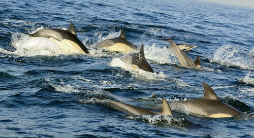 image of Dolphins in the ocean - Dolphin Awareness Month